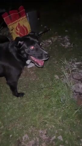 A black dog with its mouth open, panting, is in the foreground of the video. The dog is facing the camera with its head tilted to the left. The dog is standing on grass with some rocks and debris scattered around it. A person's hand is holding a long, light-colored stick in front of the dog. The background is dark and out of focus.