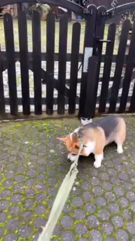 A small corgi, on a light green leash, is standing on a patterned, gray brick walkway with green moss growing in the cracks. The dog is tan, white, and black, and is facing a black wooden gate with a handle. The person holding the leash says "Komm".