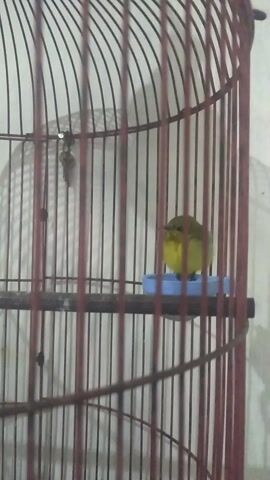 This media file captures a close-up view of a yellow bird inside a reddish-brown wire cage. The bird is positioned to the left of a vertical blue perch attached to a central pole within the cage. The background appears to be a plain, light-colored wall. The lighting suggests it could be indoors during the day, as there is no indication of strong natural light sources. The cage itself is made of thin, horizontal wires forming a cylindrical shape. There is no visible text in the video. The scene is static, with the bird remaining in the same general area throughout the short clip. The overall impression is a simple, unadorned depiction of a pet bird in its enclosure.