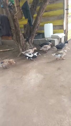 The video shows a group of ducks in a dirt yard near a wooden structure painted yellow. There are about ten ducks of various colors including brown speckled, black, and a black and white one. They are walking around and pecking at the ground. The camera pans slightly and a tree is visible to the left, and a cinder block wall is behind the yellow structure.  A white plastic jug is sitting on a low block platform. The ground is a mix of dirt and some small pieces of plant matter.  A glimpse of a person walking on the other side of the cinder block wall is visible.