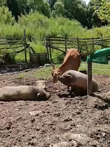 A brown cow stands in a muddy enclosure with two pigs. One pig lies on its side in the mud, facing left. Another pig lies down in the mud, facing the cow. The cow is looking down at the pigs. A wooden fence is visible in the background, along with green foliage. The scene is lit by sunlight.
