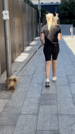 Fluffy dog on a leash, morning walk on a London sidewalk