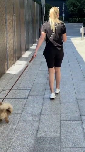 Fluffy dog on a leash, morning walk on a London sidewalk