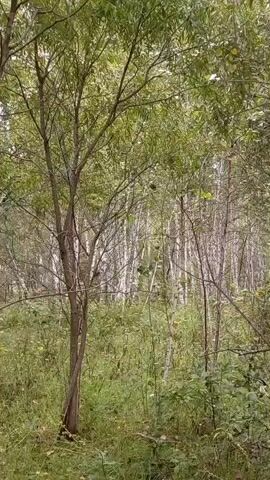 The video displays a dense forest scene. The foreground features a tree with a slender, twisted trunk and branches extending upwards and to the right. Its leaves are green and somewhat sparse. Behind this tree, a dense thicket of trees with white or pale grey bark, possibly birch trees, is visible. These trees are closely packed together, creating a textured backdrop. The ground is covered in lush green grass, weeds, and some scattered yellow flowers. The overall impression is of a wild, untamed natural environment. The camera pans slowly through the scene, offering glimpses of the varied textures and shades of green and brown. There are no people or animals visible in the video.