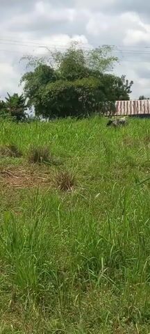 The video shows a field of tall green grass with a building in the background. The building is low with a patterned brown and white roof and blue siding. Behind the grass, there is a tall tree and a palm tree on the right of the frame. There is a cloudy sky overhead. In the middle of the grass field is a dark-colored object that is partially obscured by the tall grass.