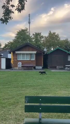 A dog trots across a grassy lawn in front of several small wooden structures, possibly cabins or sheds. The structures are varying in size and color, with some having windows and doors. In the background, trees form a dense line against a sky with clouds and hints of sunset. A tall communication tower is visible above the trees. A green park bench is partially visible in the foreground.