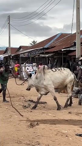 A group of people are in an outdoor marketplace with a large white bull. The bull is being led by a rope by two men. The bull has numbers written on its back. There are market stalls in the background with tin roofs. Several people are walking around the marketplace. A motorcycle is visible on the left side of the frame. The ground is dusty and uneven. The sky is overcast.