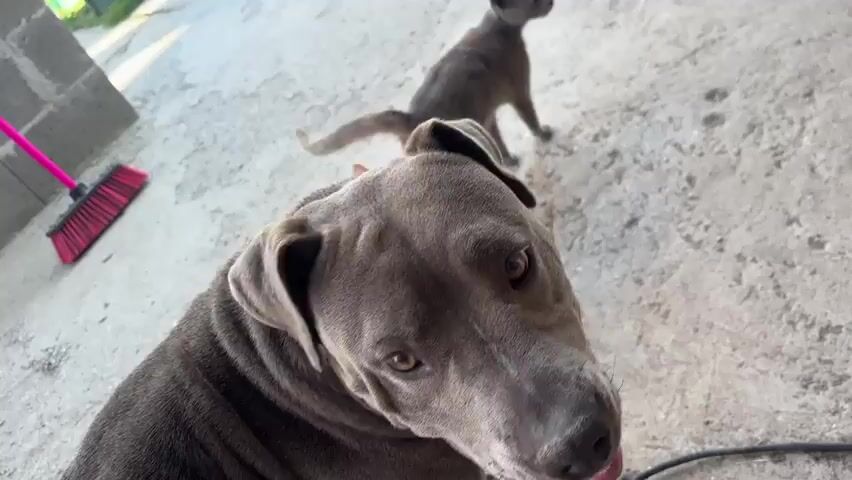 The video shows a gray pitbull dog with brown eyes looking at the camera. The dog is panting with its mouth open and its pink tongue visible. There are two cats in the background. One is gray and the other is tan and white. The animals are on a concrete surface. A pink broom leans against a wall made of gray concrete blocks. Black electrical cords are also visible on the ground.