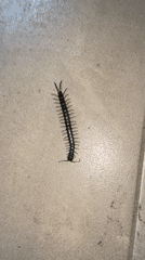 Black centipede spotted on tiled floor in Montenegro