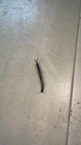 A black centipede sits on a beige tiled floor. The insect is facing upwards in the frame, and its legs are visible. The video is shaky, and the lighting is dim.