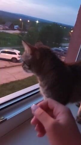 A handheld camera focuses on a small cat standing on a windowsill, looking out a window at dusk. The camera's holder briefly pets the cat, and the cat walks towards the window's edge and jumps off the windowsill, obscuring the lens. Outside the window, a residential scene includes trees, streetlights, houses, and several parked vehicles.