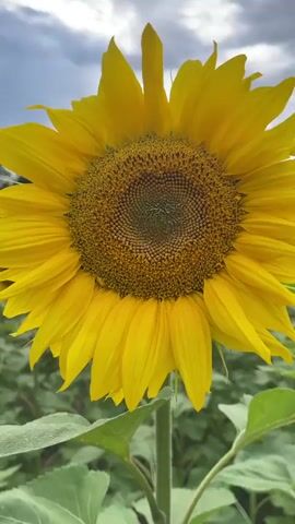 A close-up shot of a sunflower in a field. The sunflower is bright yellow with a dark brown center. The background is a field of more sunflowers, with trees and a cloudy sky. The camera slowly pans out to reveal the vastness of the sunflower field.