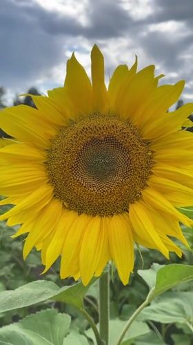 Sunflowers in full bloom across Ukrainian fields