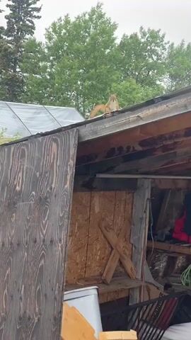 A red squirrel is perched on the edge of a wooden roof, looking directly at the camera. The squirrel has a bushy tail and its fur is reddish-brown. The roof appears to be part of an outdoor shed or outbuilding, with exposed wooden beams and what looks like some stored items within the structure. A piece of dark, weathered wood with a prominent grain pattern is visible on the left side of the frame, likely part of the building. In the background, green trees form a dense canopy under an overcast sky, suggesting a cloudy or possibly rainy day. The overall setting appears to be rural or semi-rural, consistent with a location like Haines Junction, Canada. The squirrel's direct gaze could be interpreted as curious or perhaps wary. There is no visible text in the media file.