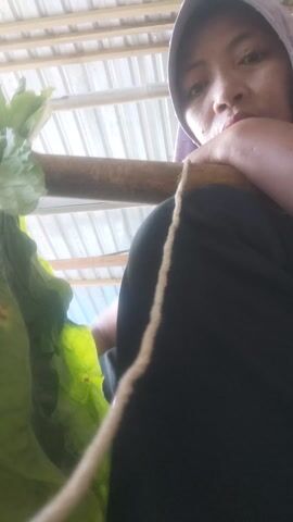The media is a close-up, low-angle shot of a person's face and upper body, partially obscured by large green leaves and a plant stalk. The person is wearing a light purple head covering and a black garment with a light-colored stripe along the edge. Their eyes are open and they are looking towards the camera. The background consists of a pale, textured surface with vertical lines, possibly a wall or fence. The lighting suggests it might be daytime, with natural light filtering through the leaves. The overall impression is intimate and slightly secretive, as if the person is peeking out from behind the foliage. The setting appears to be outdoors, in a garden or natural environment, given the presence of the large leaves and plant stalk. No text is visible in the media.