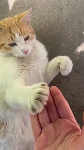 A brief video shows a cat lying on its back on a concrete surface, interacting with a human hand. The cat is predominantly white with orange patches on its head and tail. It's lying with its paws in the air, and a human hand is reaching towards it. The hand moves to touch the cat's belly, and then touches one of its paws, eliciting a reaction from the cat. The background is blurred, but appears to be an outdoor setting.
