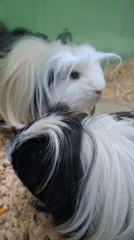 Close-up pet snapshots from a home in Kryvyi Rih