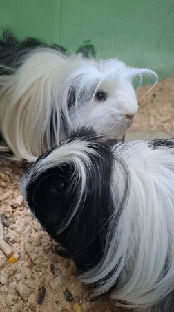 Close-up pet snapshots from a home in Kryvyi Rih