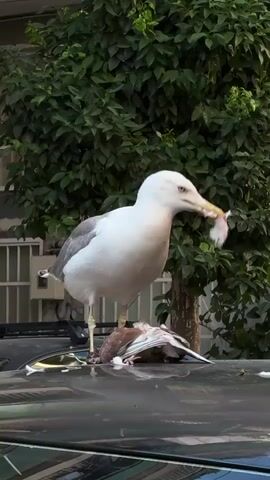 A seagull stands on a car, holding a dead pigeon in its beak. The seagull is mostly white with gray wings and yellow legs and beak. The pigeon is brown and white and appears to have been recently killed, with some feathers and flesh visible. The seagull is in the process of eating the pigeon, with bits of flesh and feathers in its beak.

The scene is set outdoors, with a green leafy tree in the background. The car appears to be parked on a street or in a residential area, as evidenced by a building with windows and a white fence visible behind the tree. The lighting suggests it is daytime. The overall mood is one of nature's raw predator-prey interactions, with the seagull displaying its predatory prowess.

There is no visible text in the media file. The interaction between the seagull and the pigeon is the primary focus, capturing a moment of survival and the food chain in action.