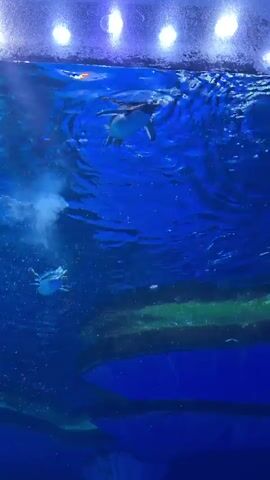 This is an underwater shot of a penguin swimming in blue water. The penguin is visible in the upper part of the frame, swimming towards the right. Below the penguin, a smaller white creature is visible, also swimming. The water is clear and there are some blurry green structures in the background. There are also some lights visible at the top of the water surface. The scene appears to be from an aquarium.
