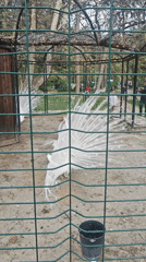 Afternoon park scenes with geese documented in Sandanski, Bulgaria