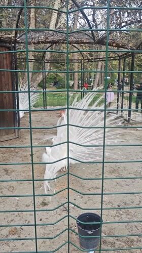Afternoon park scenes with geese documented in Sandanski, Bulgaria