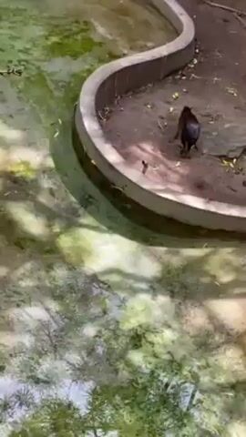The video shows a black agouti walking around a small, shallow pond in what appears to be a zoo or wildlife enclosure. The pond is edged with concrete and has a greenish, murky water with some visible algae. The surrounding area is dirt with some stones, sticks and leaves. A portion of a stone or concrete wall is visible in the background along with some foliage. The animal walks around the edge of the pond, sniffing and moving relatively quickly. There is muted conversation in the background of the recording.