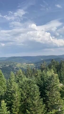 The video pans across a scenic mountainous landscape. In the foreground, a dense forest of tall, green evergreen trees dominates the view, with their branches reaching towards the sky. As the camera moves, the perspective shifts to reveal a valley nestled between rolling hills, also covered in trees. A town or village is visible in the distance, with buildings and roads scattered among the foliage. Further in the distance, a large body of water, possibly a lake, is present, reflecting the blue sky and white clouds above. The sky is a bright blue, with scattered white clouds casting shadows across the landscape, suggesting a clear and sunny day. The overall impression is one of natural beauty and tranquility.