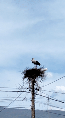 Storks spotted nesting on utility pole amid power lines