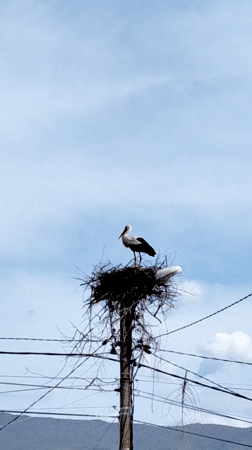 Storks spotted nesting on utility pole amid power lines