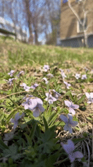 Early morning scenes: highway traffic, weathered playground, flowers