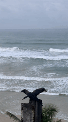 Crows and cats spotted along Sri Lankan coast during overcast morning