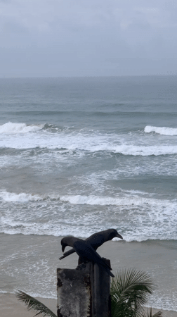 Crows and cats spotted along Sri Lankan coast during overcast morning