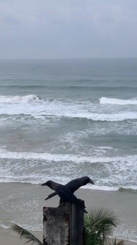 Crows and cats spotted along Sri Lankan coast during overcast morning