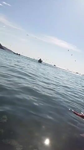 A first-person perspective video shows a body of water with several small boats in the distance. Birds are flying in the sky. The sun is shining and reflecting off the water. The camera is angled downwards towards the water, with the horizon in the upper left quadrant of the frame.