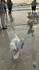 White geese gather among beachgoers during golden hour in Pattaya