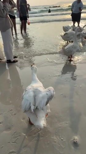 White geese gather among beachgoers during golden hour in Pattaya