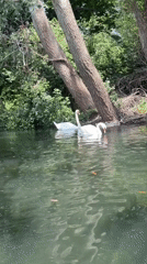 London park visitors enjoy paddle boats, wildlife on Saturday afternoon