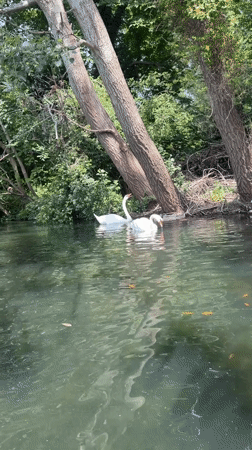 London park visitors enjoy paddle boats, wildlife on Saturday afternoon