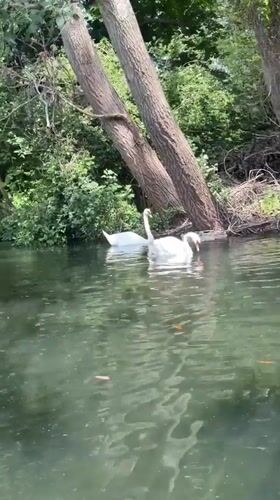 London park visitors enjoy paddle boats, wildlife on Saturday afternoon