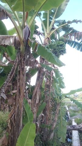 This video captures a close-up, low-angle view of a banana tree with a bunch of green bananas and a developing banana flower. The scene is set outdoors, likely in a tropical or subtropical region, given the lush vegetation and the presence of banana plants. In the background, a hint of a cultivated field, possibly rice paddies, and some structures suggest a rural or semi-rural setting. The sky is visible, with some clouds and bright light, indicating it is daytime. The lighting suggests it could be morning or afternoon, with the sun relatively high. The weather appears to be clear or partly cloudy. The focus is on the natural elements, with no people or animals visible. The dried, fibrous layers of the banana tree trunk are prominent, contrasting with the vibrant green of the leaves and the developing fruit. The overall impression is one of natural growth and abundance in a warm climate. The location context of Argomulyo, Indonesia, reinforces the tropical setting. No visible text is present in the video.