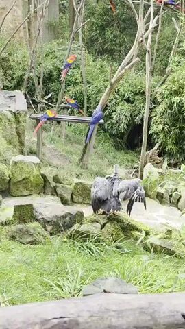 A group of macaws are perched on branches and a wooden platform in a zoo enclosure. One large gray bird is preening its feathers on a moss-covered rock in the foreground. The enclosure has bamboo in the background and grassy areas with rocks. The macaws are of various colors including red, yellow, blue, and green.