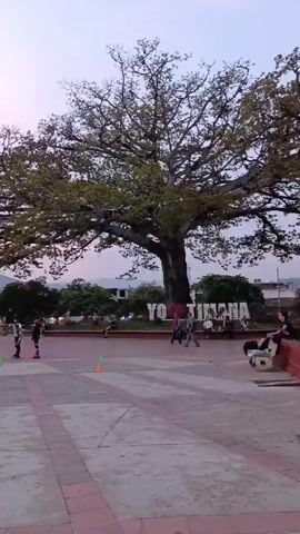 The video captures a lively outdoor scene in a plaza, possibly during the late afternoon or early evening, as suggested by the purplish-pink hue in the sky. A large tree with sprawling branches stands prominently on the right side of the frame. In the plaza, several individuals are rollerblading and navigating around orange and green cones. The plaza itself is paved with a pattern of gray and red bricks. In the background, there are more trees, buildings, and a distant mountain range. A green bus with "Cootrans" printed on its side is also visible. People are strolling around, some sitting on benches, while others are observing the rollerblading activity. The overall atmosphere appears vibrant and active.