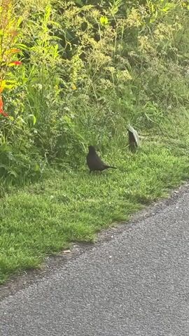 A blackbird stands on grass near a paved path. Behind the bird, tall green and yellow vegetation grows. To the right of the bird, a red and green object is partially obscured by grass.