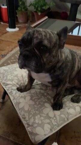 A brindle French bulldog sits on a small, floral-patterned cushion with a dark frame. The dog has a white patch on its chest and gives the camera a direct stare. Behind the dog, there's a tiled floor, a patterned rug, potted plants, a glass-topped coffee table, and a black fan. The setting appears to be the inside of a home.