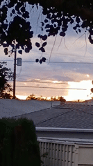 Sunset documented through tree branches in Los Angeles neighborhood
