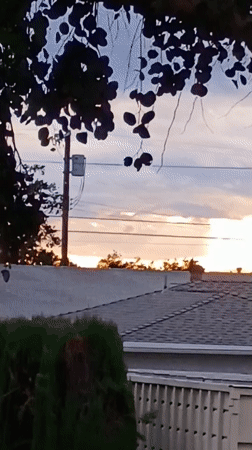 Sunset documented through tree branches in Los Angeles neighborhood