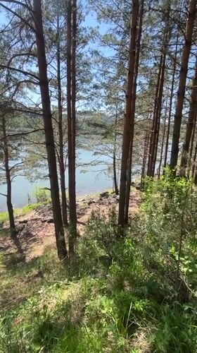 Morning lakeside gathering recorded in Krasnoyarsk forest area