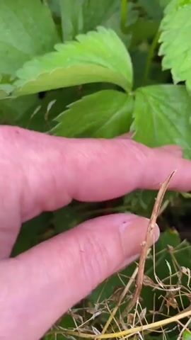 This close-up video features a person's hand reaching into a patch of strawberry plants. The hand, with long, manicured fingernails, gently touches the vibrant green leaves and red strawberries. The scene is a garden setting, likely outdoors, with the focus on the details of the plants and the hand interacting with them. Several ripe strawberries are visible, some with their green calyxes intact, and others showing small imperfections. The overall impression is one of a quiet, perhaps domestic, activity of tending to or harvesting fruit. The lighting suggests it could be daytime, possibly early morning or late afternoon, given the soft natural light. The video does not contain any visible text.
