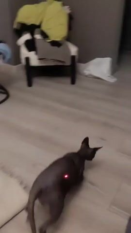 The video shows a hairless gray cat chasing a red laser pointer on a light wood floor in a room. A white chair with folded clothing on it is against a gray wall, and a white plastic shopping bag sits on the floor. The laser dot moves toward a folded white blanket on the floor, and the cat follows. The camera is held by someone seated, as indicated by their clothing visible in the foreground.